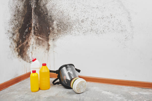 Best Toxic Mold Removal  in Moore, OK