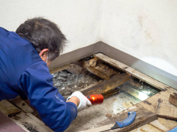 Best Best Mold Removal Companies  in Moore, OK