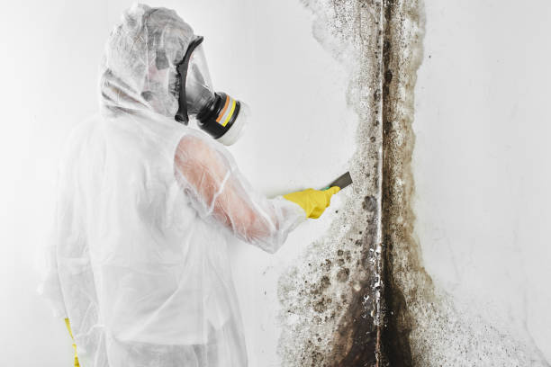 Best Best Mold Removal Companies  in Moore, OK
