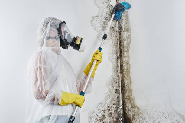 Best Affordable Mold Removal  in Moore, OK