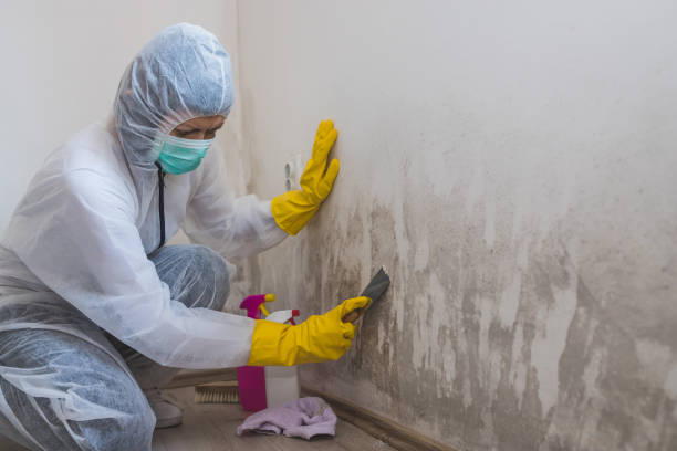 Best Mold Removal Company Near Me  in Moore, OK