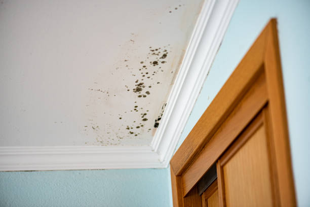 Best Local Mold Removal Service  in Moore, OK