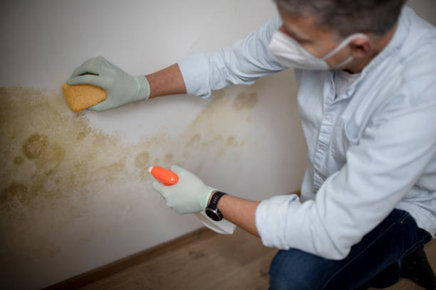 Best Mold Remediation Services  in Moore, OK
