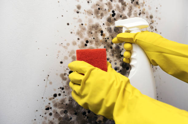 Best Mold Testing  in Moore, OK