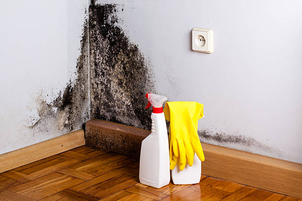 Best Mold Removal Near Me  in Moore, OK