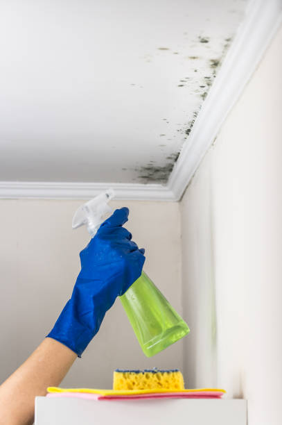 Best Black Mold Removal  in Moore, OK