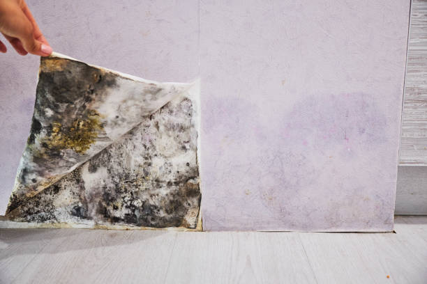 Best Crawl Space Mold Removal  in Moore, OK